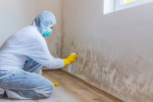 Licensed Mold Cleanup service in Bloomington, MD - WQB Mold Removal